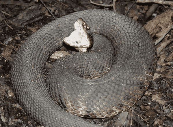 Snake Removal near me - The Best Wildlife Removal, Animal Control and Pest Control Service