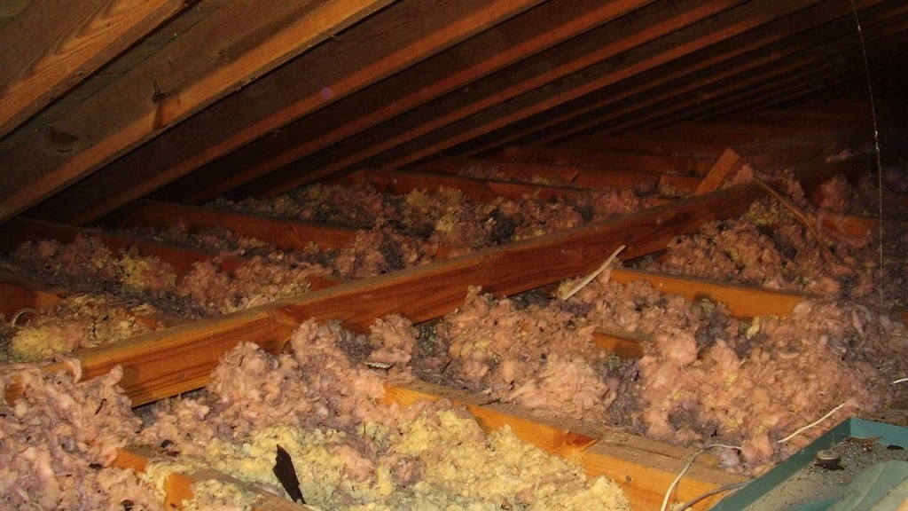 Attic Damage from Animals