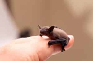 Holding Baby Bat