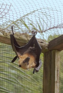 Bat hanging