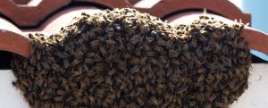 Bee Removal Service in Weston