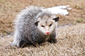 opossums on property