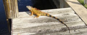 Iguanas Removal in Pompano