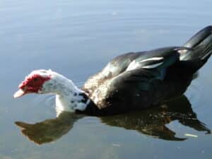 Duck Removal in Pembroke Pines