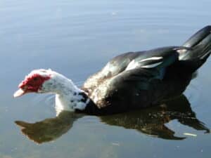 Duck Removal in Hollywood