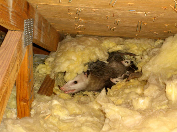 Attic damage from opossum