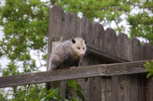 possum on the fence