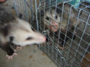 Tamarac Animal Removal