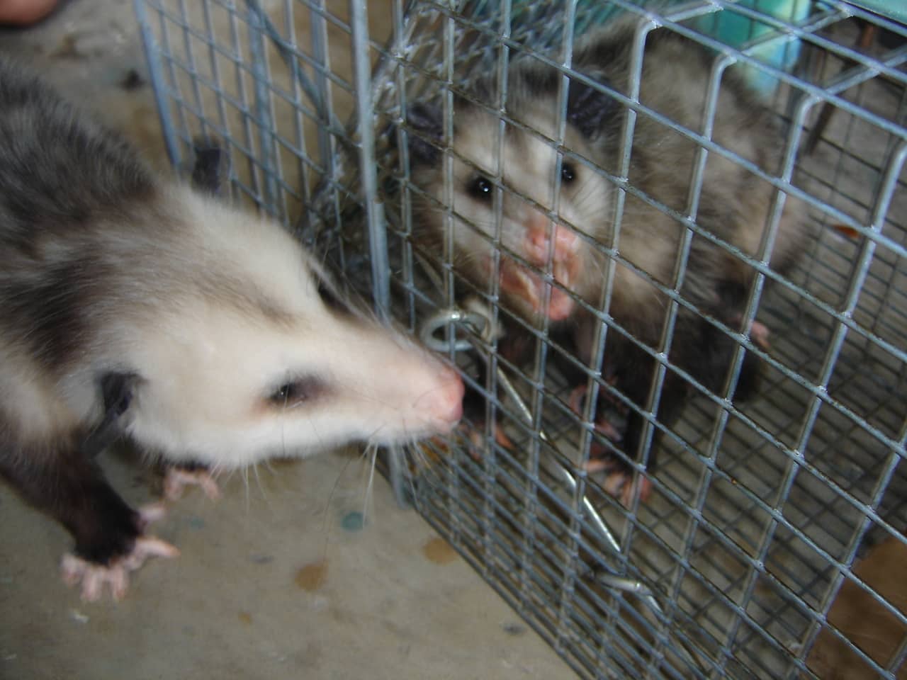 Opossum disease