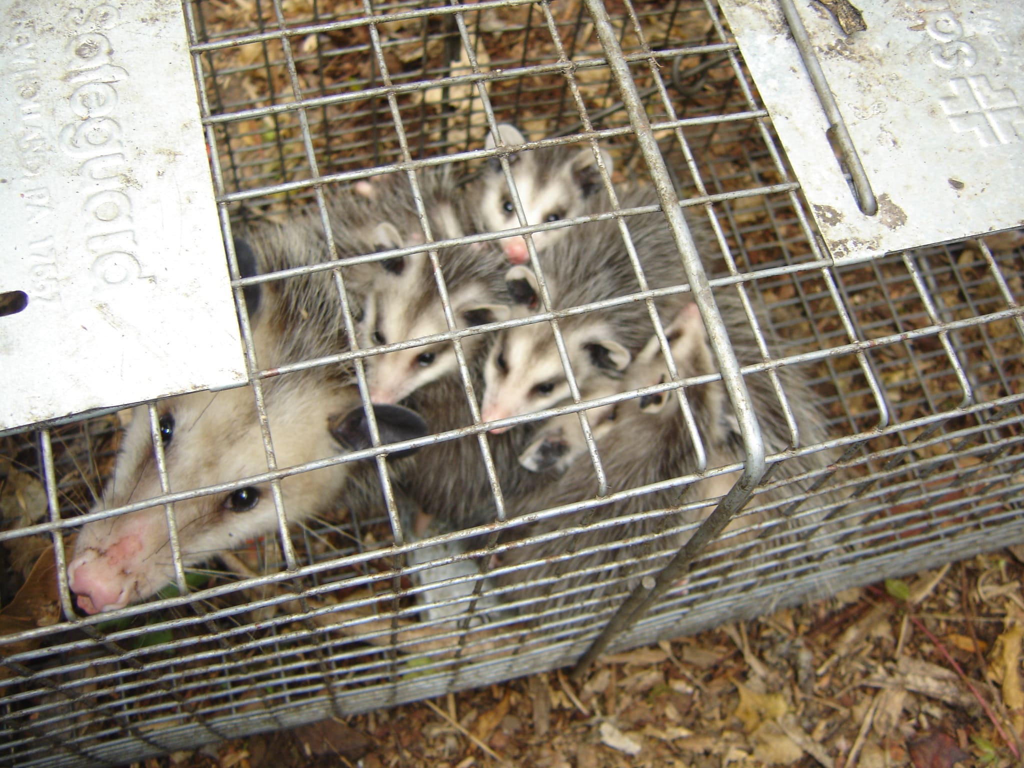 baby opossum