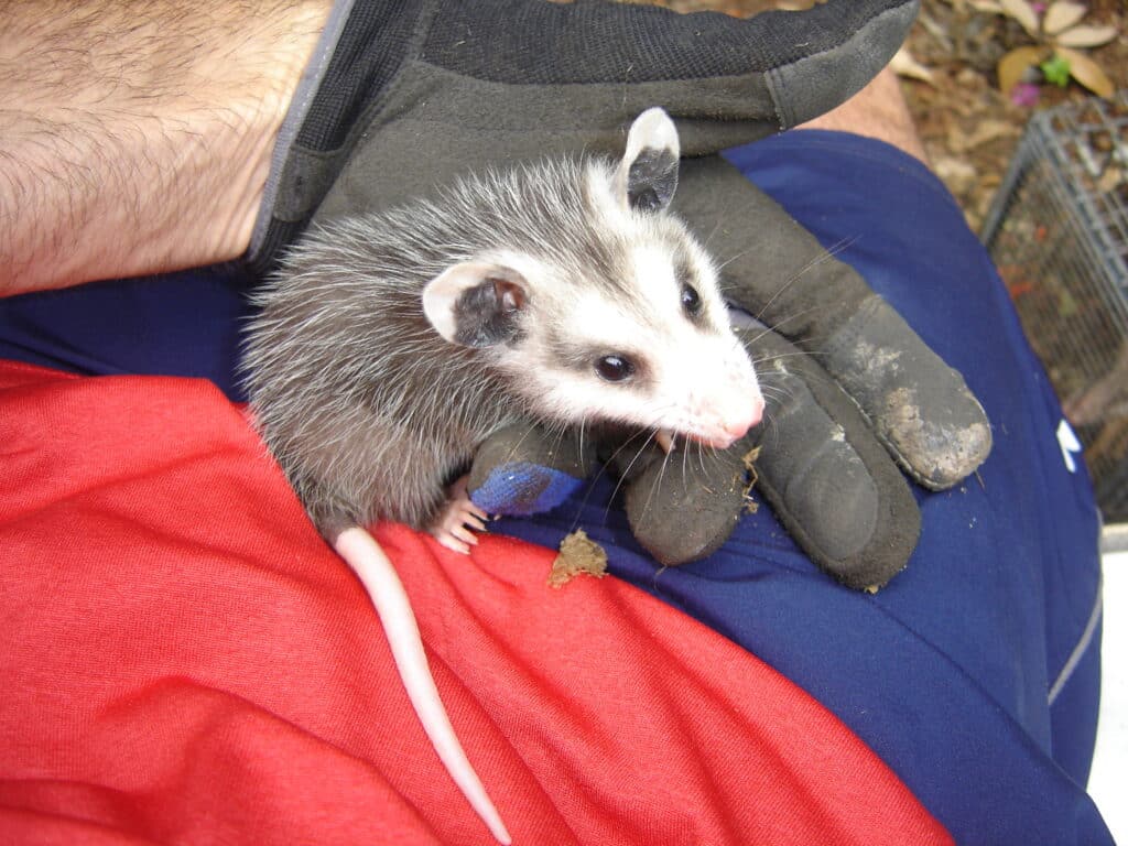 How Much Does Opossum Removal Cost? Wildlife Removal Services of Florida