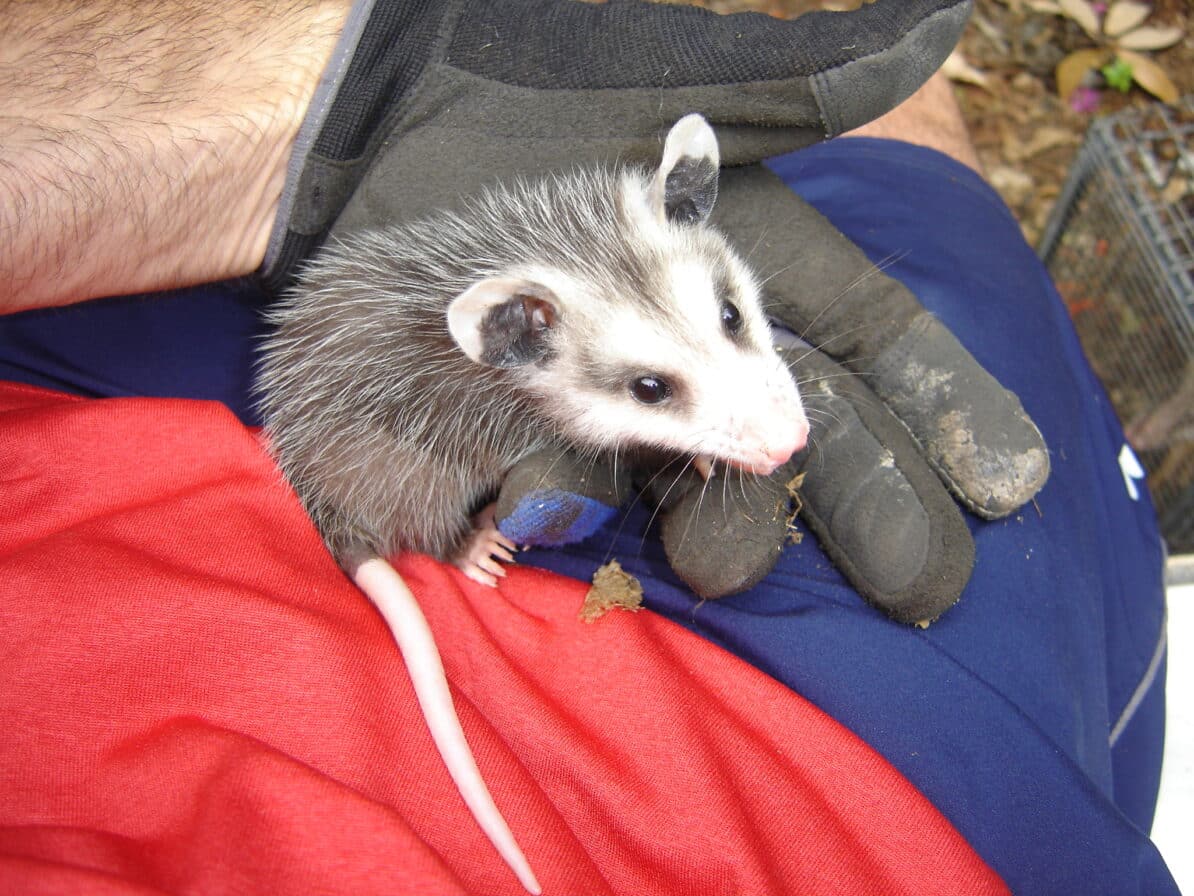 How Much Does Opossum Removal Cost? Wildlife Removal Services of Florida