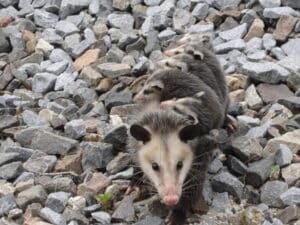 Possums Removal Services in Parkland