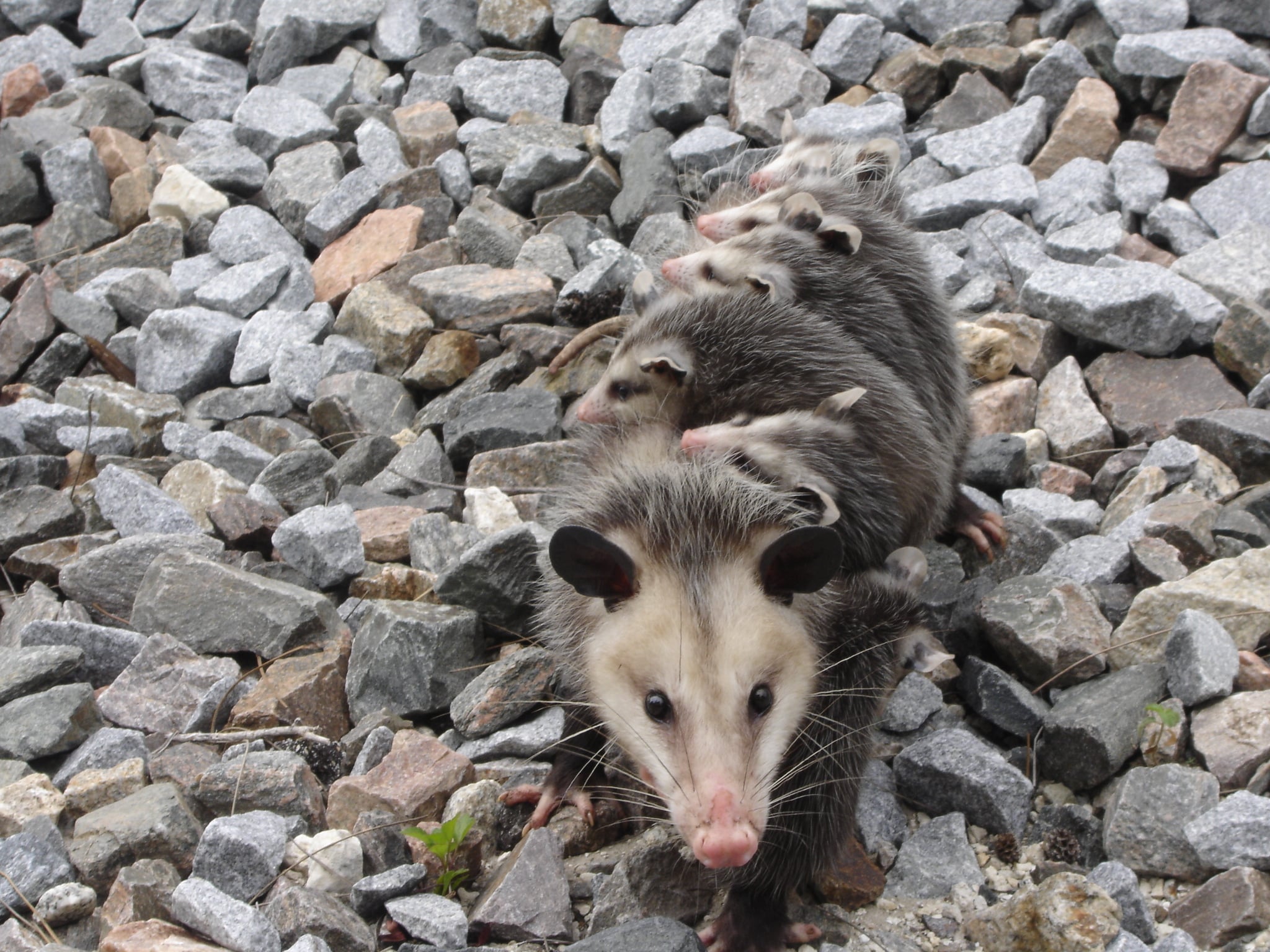 Get rid of Opossums