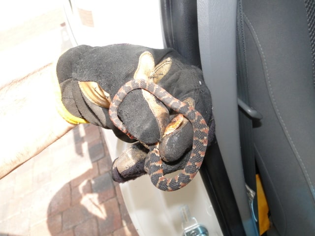 Snake Removal near me - Wildlife Removal Services