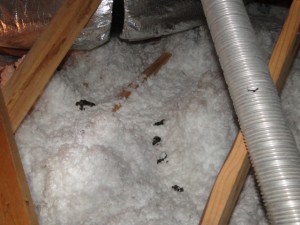 Raccoon Damage In Attic