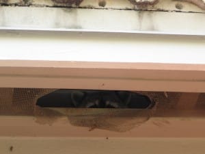 Raccoons hide in roofs