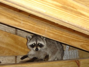 Raccoons in Attic