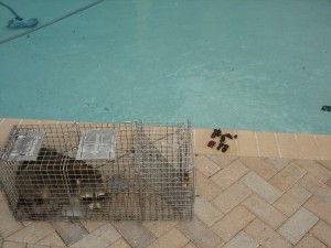 Raccoon In Backyard