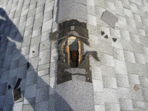 Raccoon Damage On Roof