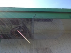 Raccoon in Trap Under Eave