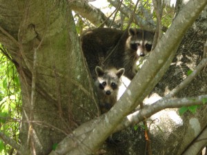 Raccoon Removal