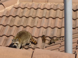 Raccoon family on Roof