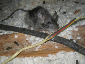 Rat removal attic Boca Raton