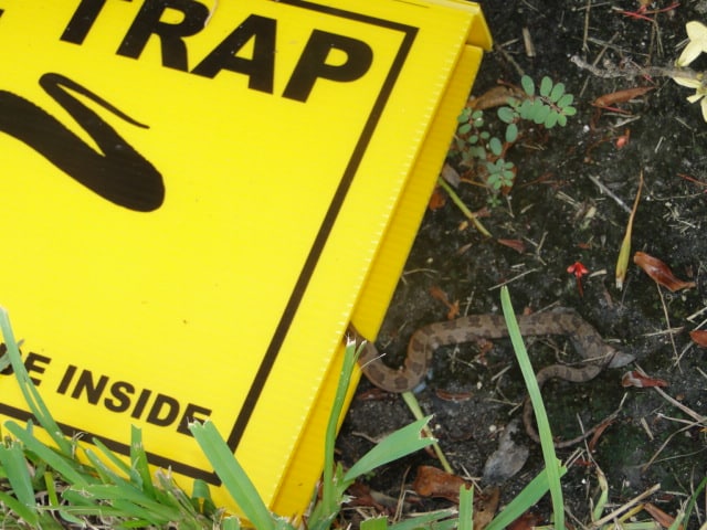 Snake Removal Trap