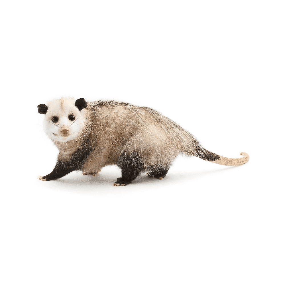 opossum removal by wildlife removal services in boca raton florida