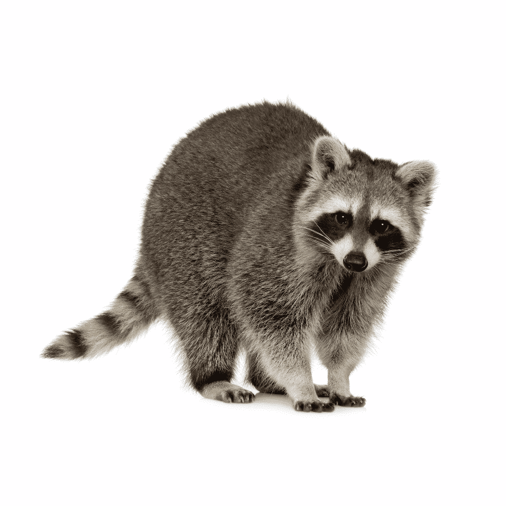 raccoon removal