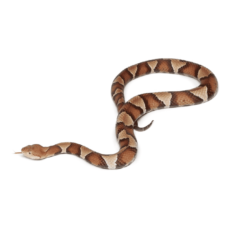 snake removal by wildlife removal services in boca raton florida