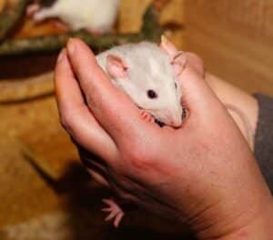 Boca Raton Fl Animal removal Rat Exterminator