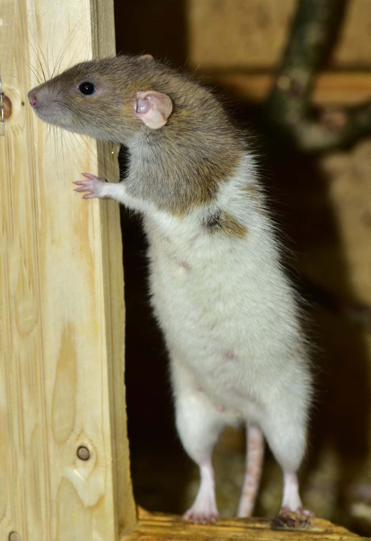 Rats In Attic Wildlife Removal Services of Florida