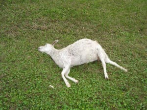 Dead animal removal in Parkland