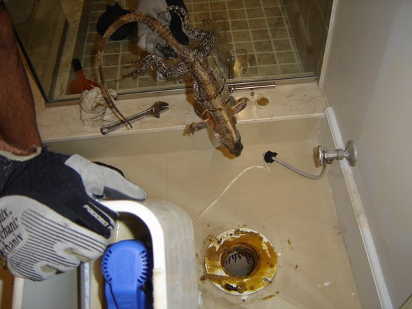 Gallery Wildlife Removal Services of Florida