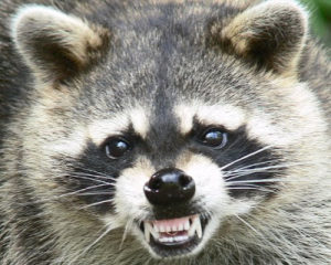 Raccoon Removal in Plantation