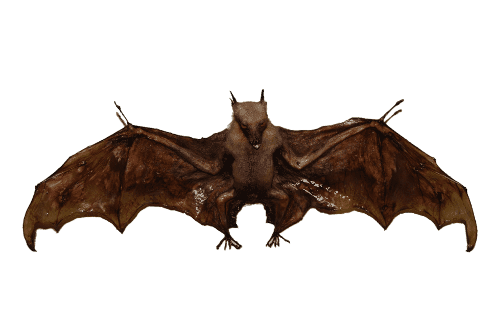 bats removal in boca raton