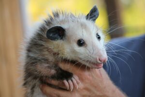 Opossum Removal in Hollywood