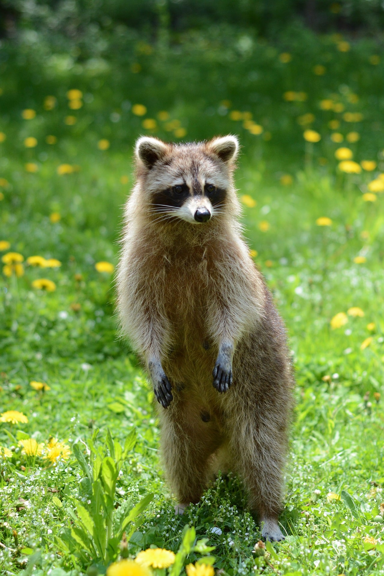 raccoons boca raton