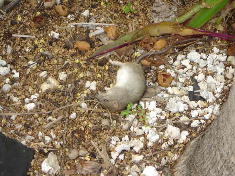 Dead Rat Removal Boca Raton