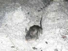 Rat Removal in Palm Beach Gardens