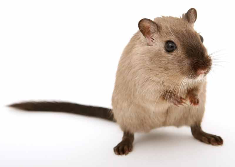 Rat Removal and Control