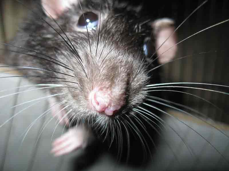 Boca Raton Rat Removal Company-- Photo of a Fruit Rat