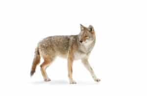 Coyote removal in Hollywood