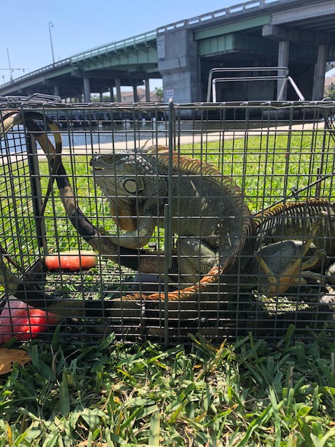 Fort Lauderdale Iguana Removal