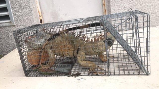 Fort Lauderdale Iguana Removal