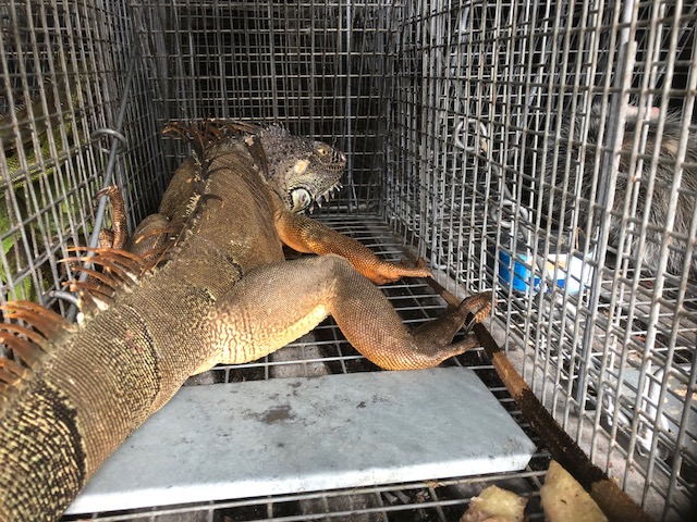 Fort Lauderdale Iguana Removal