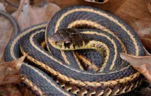 A non-venomous snake in Ft Lauderdale, FL