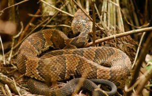 How Much Does Snake Removal Cost In Palm Beach Fl?